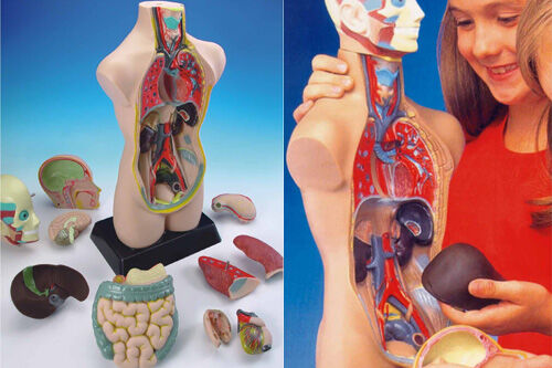 human body educational toys