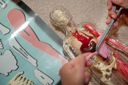 human anatomy toys for toddlers