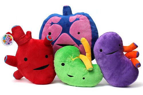 stuffed animal with removable organs