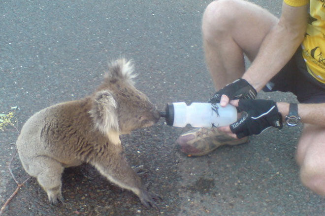 thirsty koala