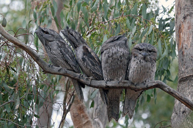 Serendip Sanctuary tawny frog mouth owls