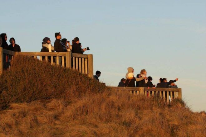 Island Whale Festival whale watching Phillip Island