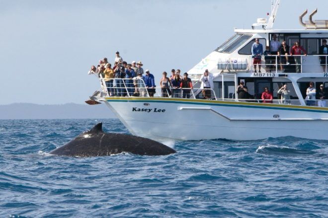 whale watching cruise phillip island