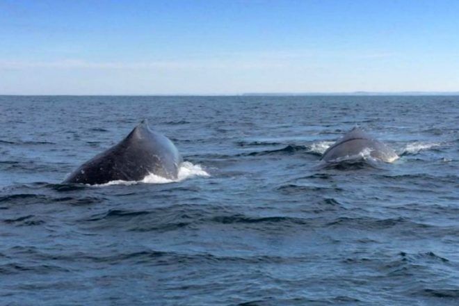 two whales off Phillip Island, whale watch in Victoria