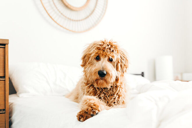 Dog on the bed