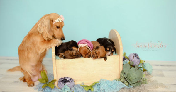 dachshund swaddle