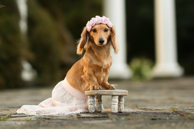 pregnant dachshund pictures