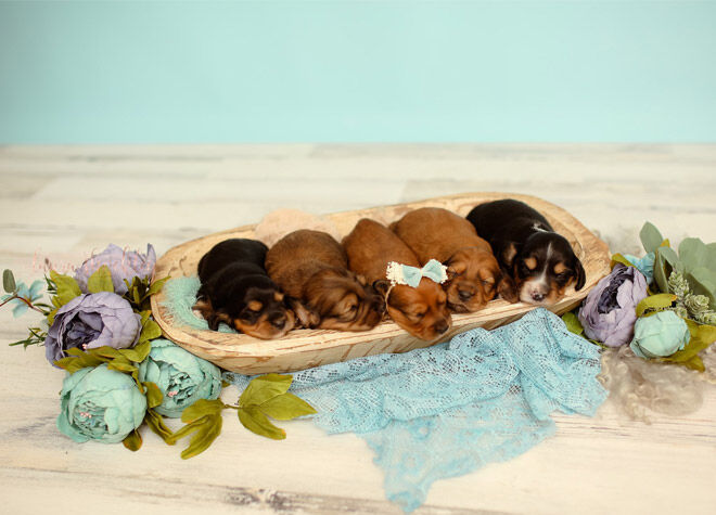 Sweet dachshund puppy 'newborn' photo shoot | Mum's Grapevine