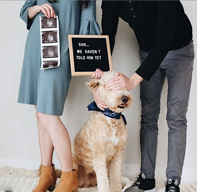 28 best dog pregnancy announcement ideas Mum's Grapevine