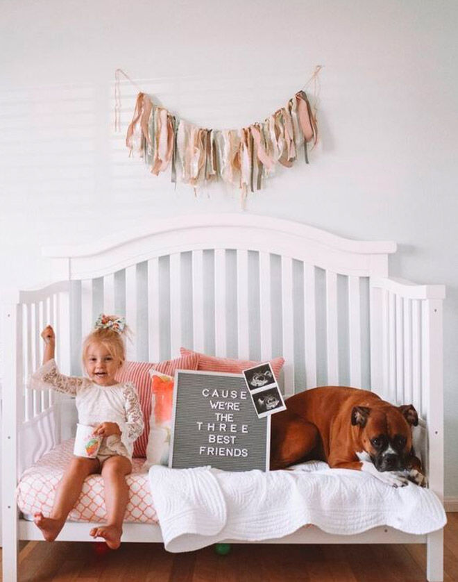 28 Best Dog Pregnancy Announcement Ideas Mum s Grapevine 28 Best Dog Pregnancy Announcement Ideas Mum s Grapevine