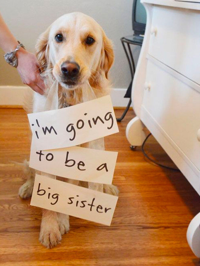 28 best dog pregnancy announcement ideas | Mum's Grapevine