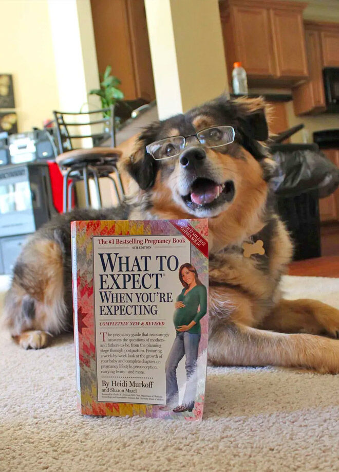 28 Best Dog Pregnancy Announcement Ideas Mum S Grapevine
