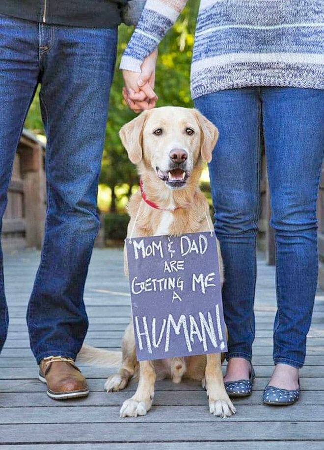 28 best dog pregnancy announcement ideas | Mum's Grapevine